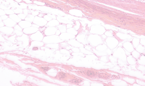 Background Image Mobile