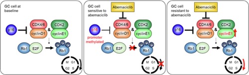 p16 methylation is a potential predictive marker for abemaciclib sensitivity in gastric cancer