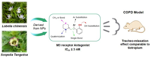 Design and synthesis of 2-(2,2-diarylethyl)-cyclamine derivatives as M3 receptor antagonists and functional evaluation on COPD