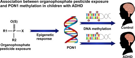 The association between organophosphate pesticide exposure and methylation of paraoxonase-1 in children with attention-deficit/hyperactivity disorder