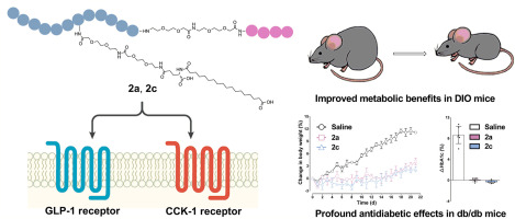 Peptide-based long-acting co-agonists of GLP-1 and cholecystokinin 1 receptors as novel anti-diabesity agents