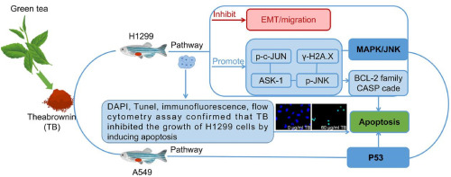 Green tea-derived theabrownin suppresses human non-small cell lung carcinoma in xenograft model through activation of not only p53 signaling but also MAPK/JNK signaling pathway