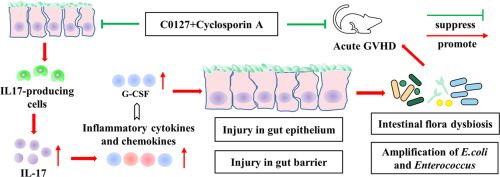 The combination of four main components in Xuebijing injection improved the preventive effects of Cyclosporin A in acute graft-versus-host disease mice by protecting intestinal microenvironment