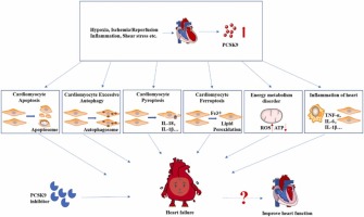 PCSK9: A emerging participant in heart failure