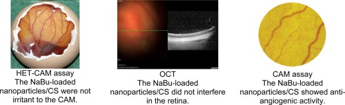 Sodium butyrate-loaded nanoparticles coated with chitosan for the treatment of neovascularization in age-related macular degeneration: Ocular biocompatibility and antiangiogenic activity
