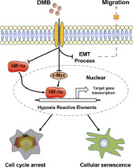 Demethyleneberberine induces cell cycle arrest and cellular senescence of NSCLC cells via c-Myc/HIF-1α pathway