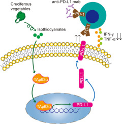 Isothiocyanates attenuate immune checkpoint blockage therapy in gastric cancer via induction of PD-L1 expression