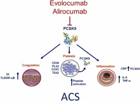 Pharmacological rationale for the very early treatment of acute coronary syndrome with monoclonal antibodies anti-PCSK9