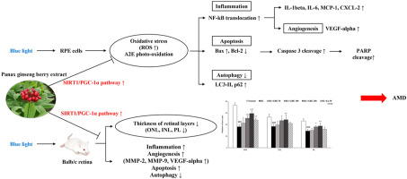 Protective effects of Panax ginseng berry extract on blue light-induced retinal damage in ARPE-19 cells and mouse retina