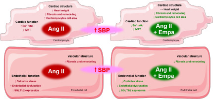 Empagliflozin prevents angiotensin II-induced hypertension related micro and macrovascular endothelial cell activation and diastolic dysfunction in rats despite persistent hypertension: Role of endothelial SGLT1 and 2