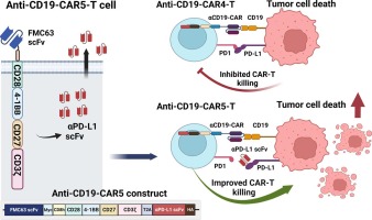 Anti-CD19 chimeric antigen receptor T cells secreting anti-PD-L1 single-chain variable fragment attenuate PD-L1 mediated T cell inhibition