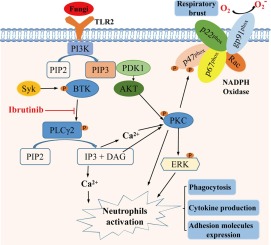 Ibrutinib suppresses the activation of neutrophils and macrophages and exerts therapeutic effect on acute peritonitis induced by zymosan