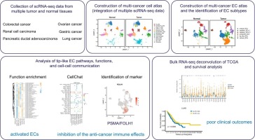 Single-cell analysis of multiple cancer types reveals differences in endothelial cells between tumors and normal tissues