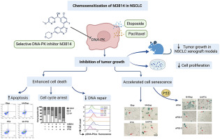 DNA-PK inhibition by M3814 enhances chemosensitivity in non-small cell lung cancer