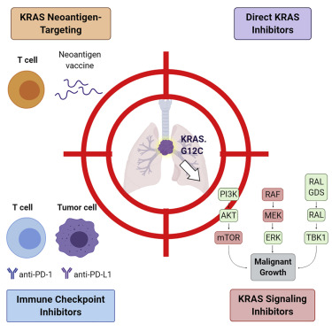 The improbable targeted therapy: KRAS as an emerging target in non-small cell lung cancer (NSCLC)