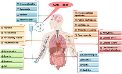 Serious adverse events and coping strategies of CAR-T cells in the treatment of malignant tumors