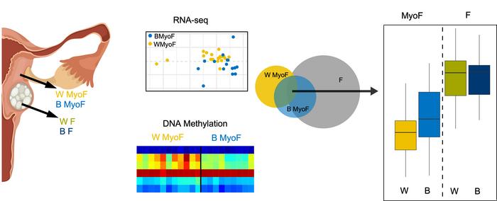 Transcriptome and DNA methylome analyses reveal underlying mechanisms for the racial disparity in uterine fibroids