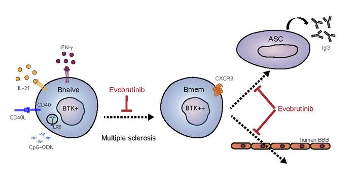Human T-bet+ B cell development is associated with BTK activity and suppressed by evobrutinib