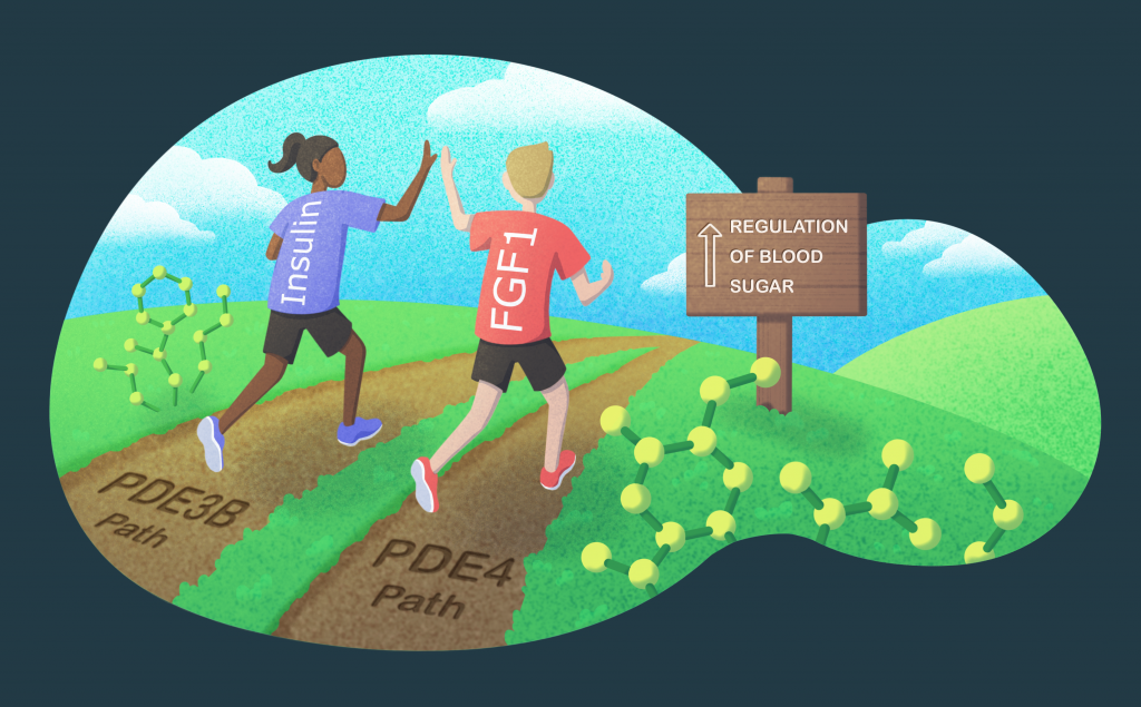 Salk researchers find a new route for regulating blood sugar levels independent of insulin - Salk Institute for Biological Studies