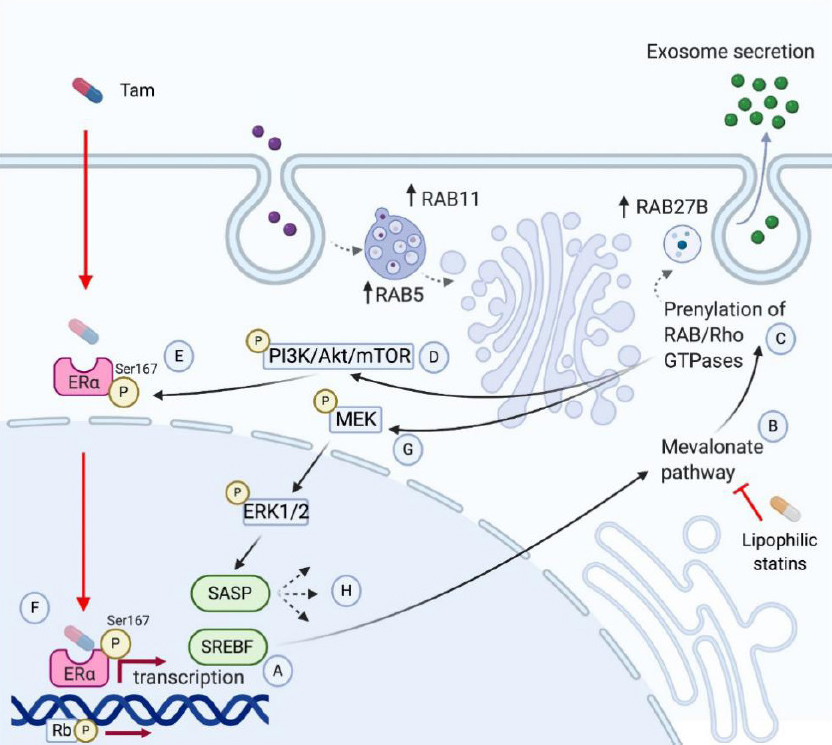Statins and endocrine resistance in breast cancer
