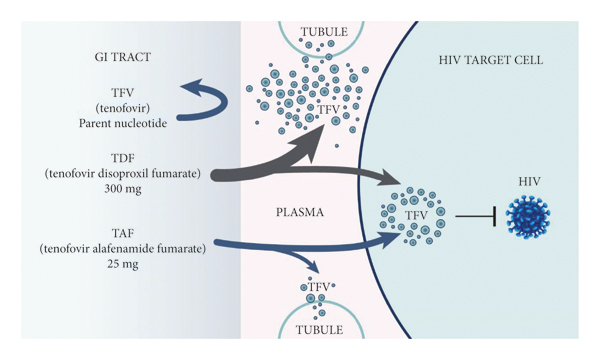 Clinical Considerations in the Selection of Preexposure Prophylaxis for HIV Prevention in Canada