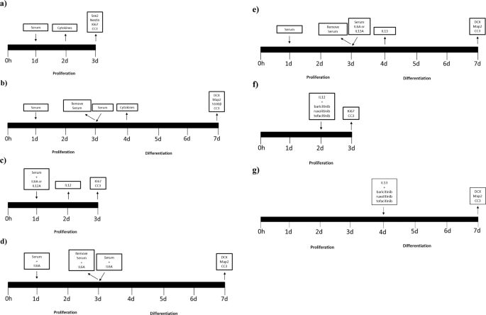 Neurogenesis is disrupted in human hippocampal progenitor cells upon exposure to serum samples from hospitalized COVID-19 patients with neurological symptoms - Molecular Psychiatry