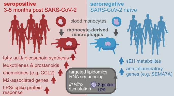 Mild COVID-19 imprints a long-term inflammatory eicosanoid- and chemokine memory in monocyte-derived macrophages - Mucosal Immunology