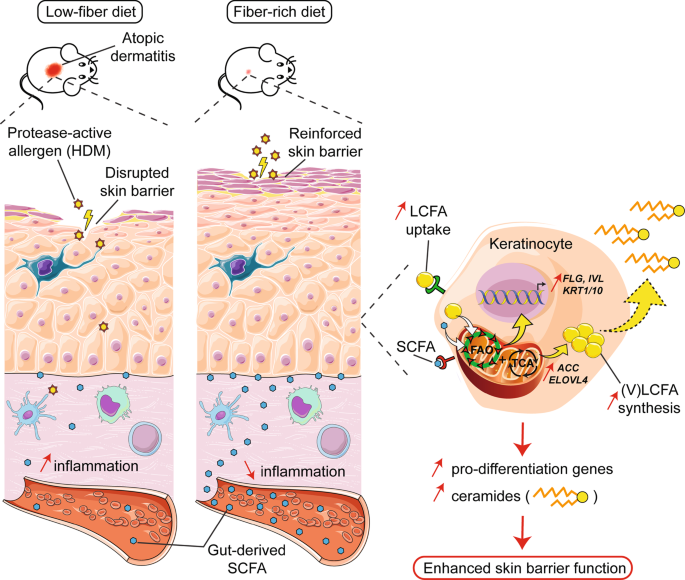 Gut-derived short-chain fatty acids modulate skin barrier integrity by promoting keratinocyte metabolism and differentiation - Mucosal Immunology