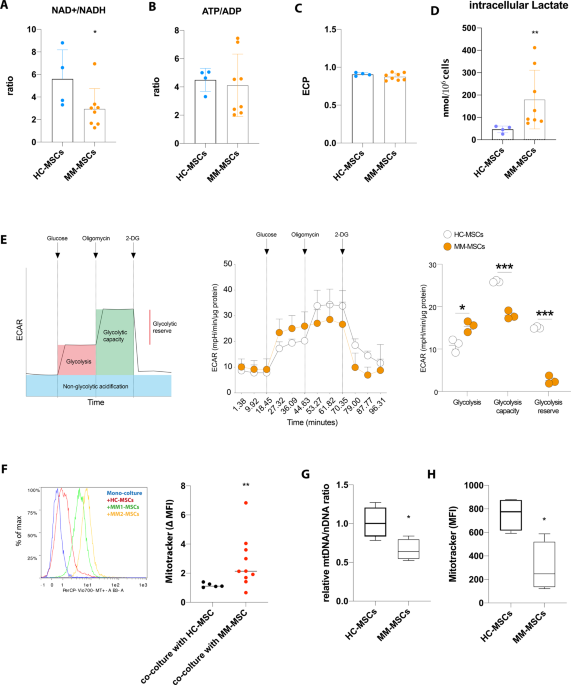 CXCL12/CXCR4 axis supports mitochondrial trafficking in tumor myeloma microenvironment - Oncogenesis