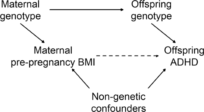 The link between attention deficit hyperactivity disorder (ADHD) symptoms and obesity-related traits: genetic and prenatal explanations - Translational Psychiatry