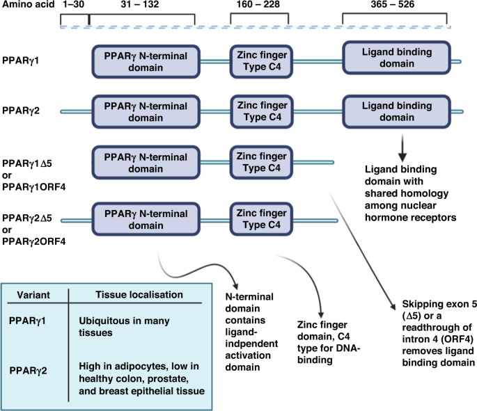 The role of PPARγ in prostate cancer development and progression - British Journal of Cancer