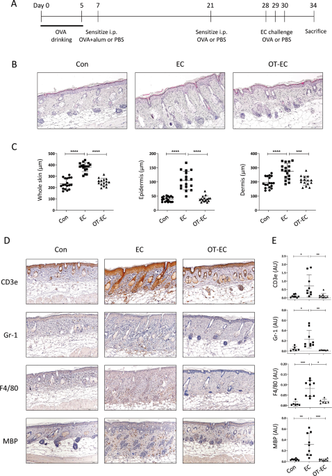 Small intestinal immune-environmental changes induced by oral tolerance inhibit experimental atopic dermatitis