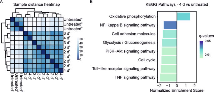 CD52 and OXPHOS-potential targets in ibrutinib-treated mantle cell lymphoma - Cell Death Discovery