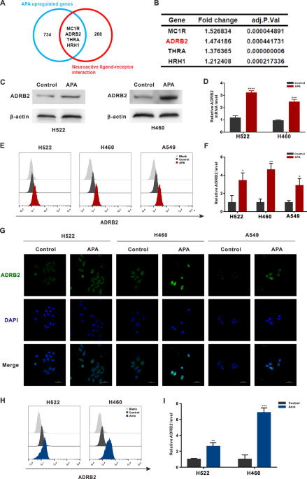Targeting ADRB2 enhances sensitivity of non-small cell lung cancer to VEGFR2 tyrosine kinase inhibitors - Cell Death Discovery