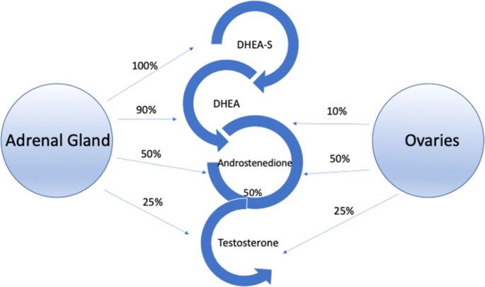 The clinical management of testosterone replacement therapy in postmenopausal women with hypoactive sexual desire disorder: a review - International Journal of Impotence Research