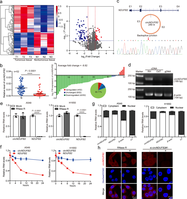circNDUFB2 inhibits non-small cell lung cancer progression via destabilizing IGF2BPs and activating anti-tumor immunity