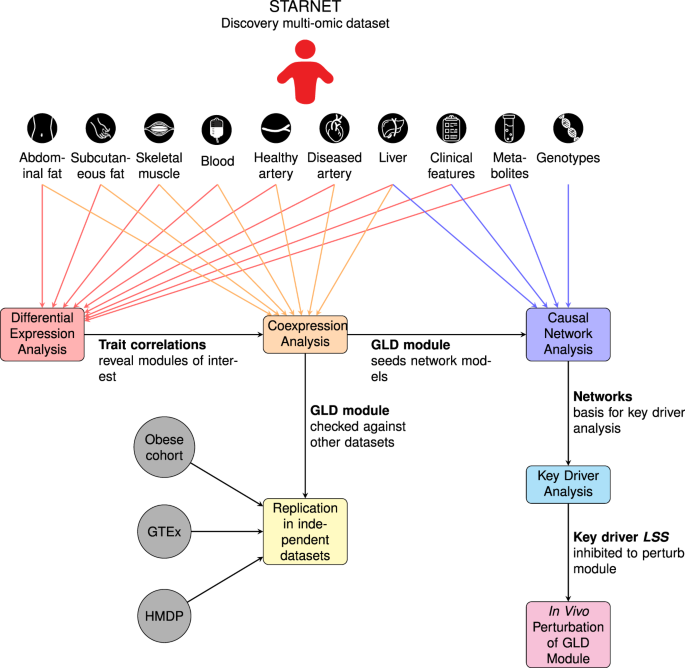 An integrative multiomic network model links lipid metabolism to glucose regulation in coronary artery disease