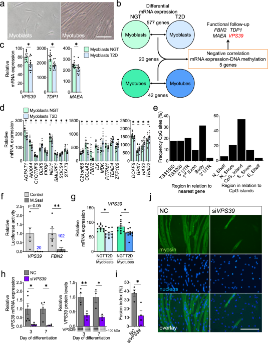 VPS39-deficiency observed in type 2 diabetes impairs muscle stem cell differentiation via altered autophagy and epigenetics