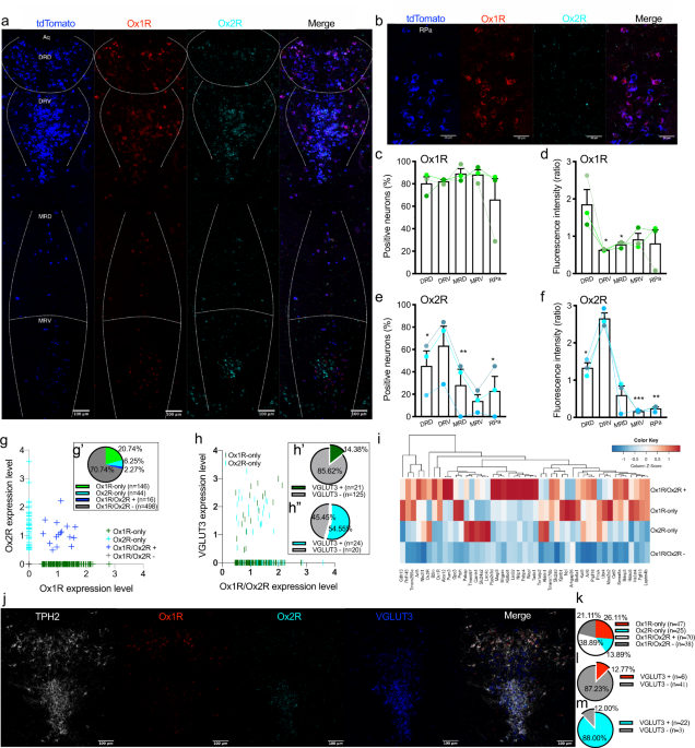 Orexin receptors 1 and 2 in serotonergic neurons differentially regulate peripheral glucose metabolism in obesity - Nature Communications