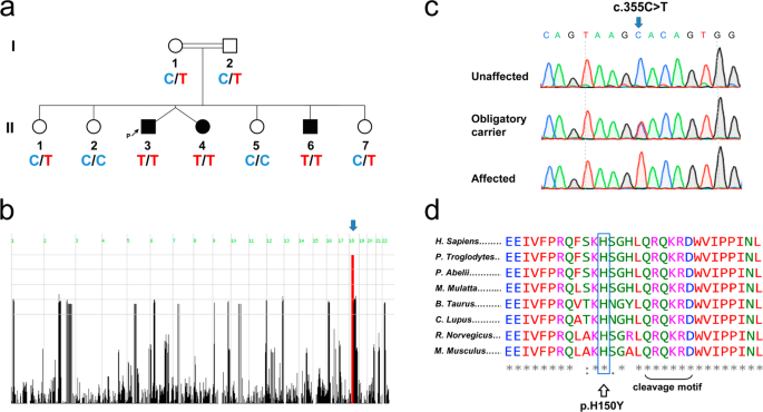 CDH2 mutation affecting N-cadherin function causes attention-deficit hyperactivity disorder in humans and mice - Nature Communications