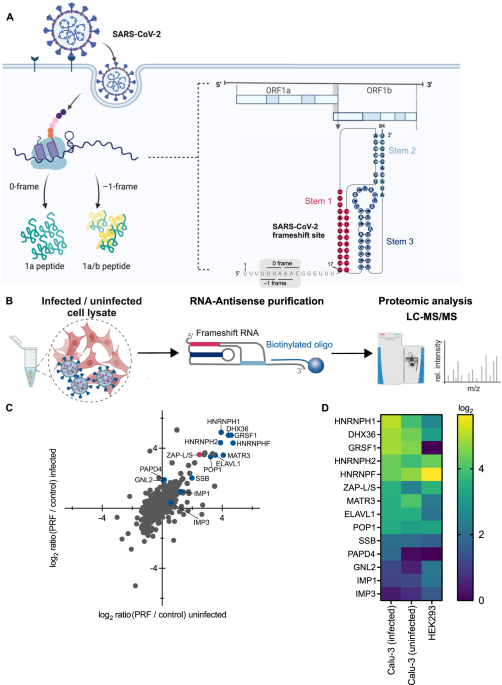 The short isoform of the host antiviral protein ZAP acts as an inhibitor of SARS-CoV-2 programmed ribosomal frameshifting - Nature Communications