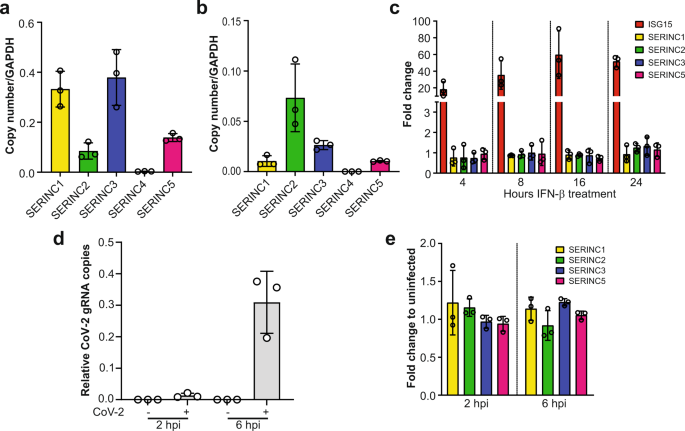 SARS-CoV-2 ORF7a potently inhibits the antiviral effect of the host factor SERINC5 - Nature Communications