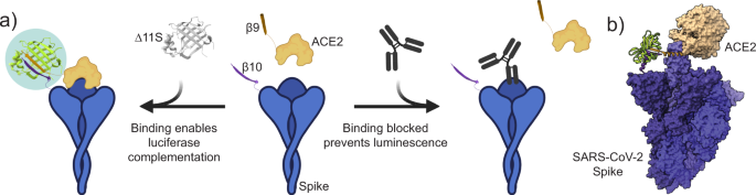 Homogeneous surrogate virus neutralization assay to rapidly assess neutralization activity of anti-SARS-CoV-2 antibodies - Nature Communications