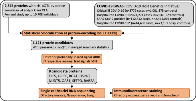 ELF5 is a potential respiratory epithelial cell-specific risk gene for severe COVID-19 - Nature Communications