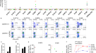 Antibody feedback regulates immune memory after SARS-CoV-2 mRNA vaccination - Nature