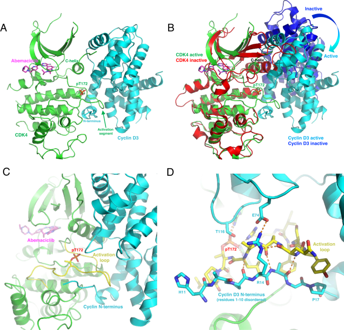 Crystal structure of active CDK4-cyclin D and mechanistic basis for abemaciclib efficacy - npj Breast Cancer