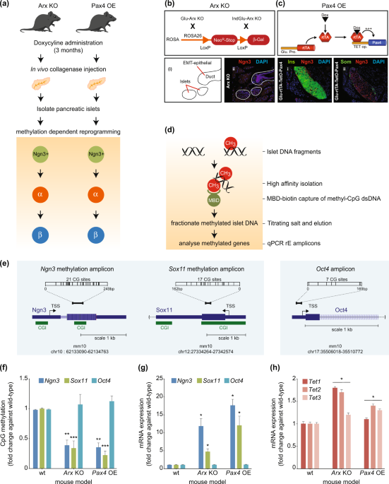 DNA methylation status correlates with adult β-cell regeneration capacity