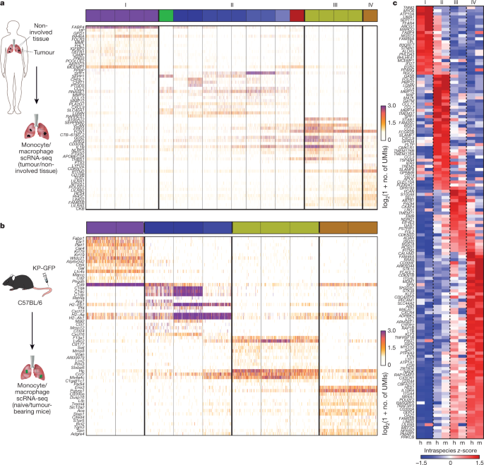 Tissue-resident macrophages provide a pro-tumorigenic niche to early NSCLC cells
