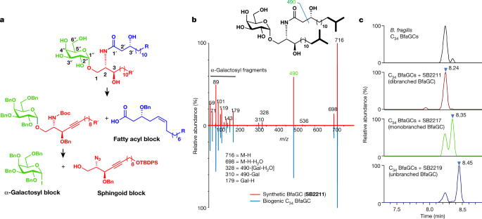 Host immunomodulatory lipids created by symbionts from dietary amino acids - Nature