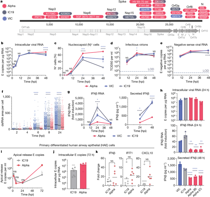 Evolution of enhanced innate immune evasion by SARS-CoV-2 - Nature